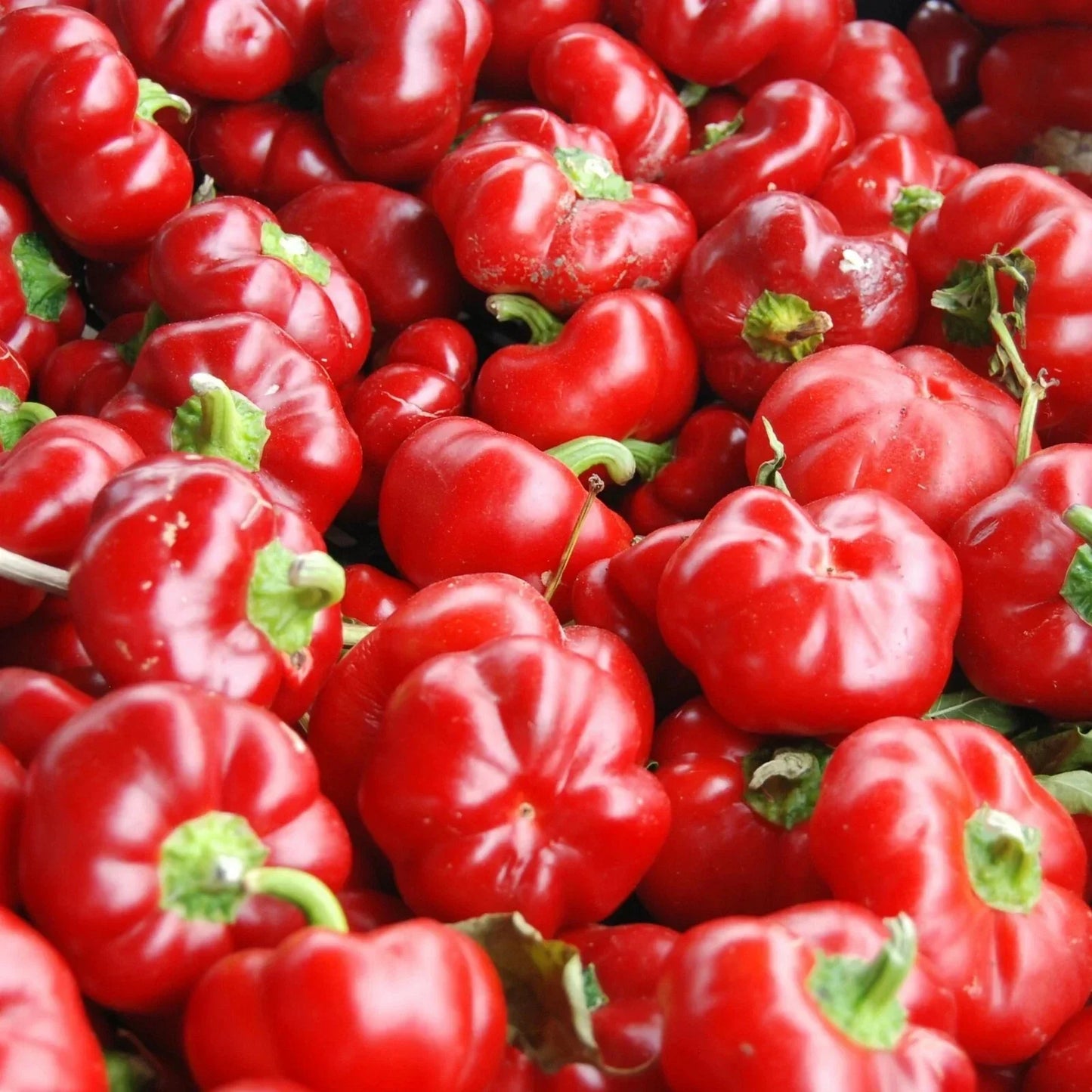 Sweet Pimento L Pepper Seeds 25+ Mild Capsicum annuum for Vegetable Garden