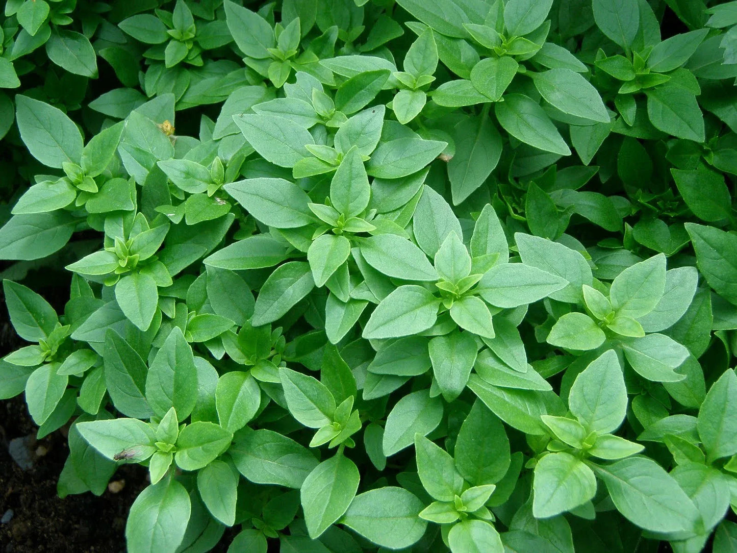 Spicy Globe Basil Plant - Dwarf Heirloom Organic Herb, NON-GMO Ocimum basilicum