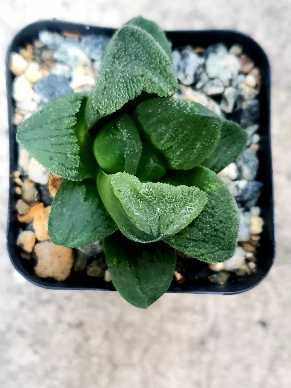 Haworthia Emelyae 'Emerald' - 2" Potted Rare Korean Hybrid Succulent