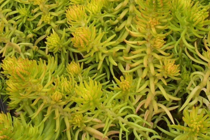 Sedum Angelina Seeds - 200 Count Hardy Succulent with Yellow Flowers, Easy to Grow, Sedum rupestre 'Angelina' for Garden, Rock, and Border