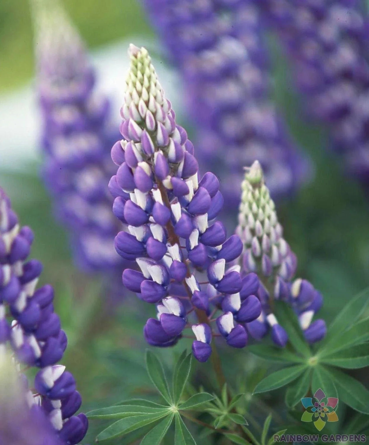 Jupiter Lupine Seeds Pack of 25+ | Vibrant Blue & Purple Flowers | Lupinus polyphyllus | Perennial Garden Planting