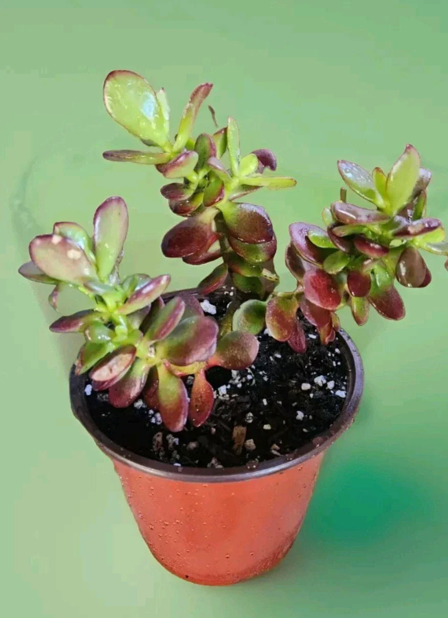 Jade Plant Bare Root - Crassula Ovata Succulent for Indoor & Outdoor - Central Coast California