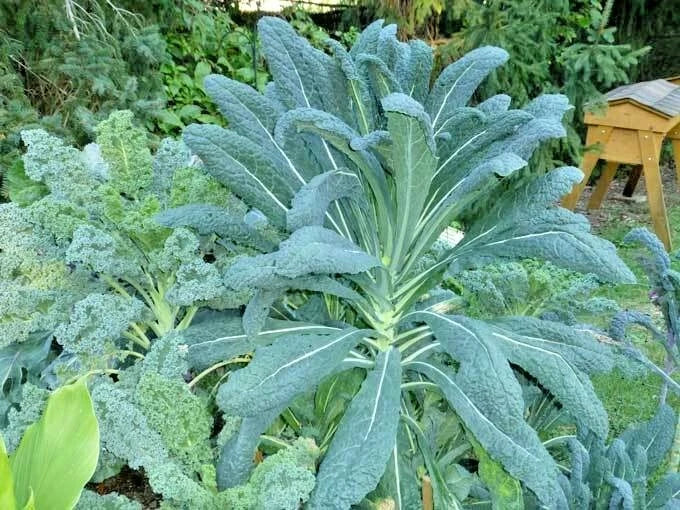 Organic Dinosaur Kale Seeds - Lacinato Variety for Spring & Fall Gardening | Non-GMO, Container & Patio Planting Brassica oleracea