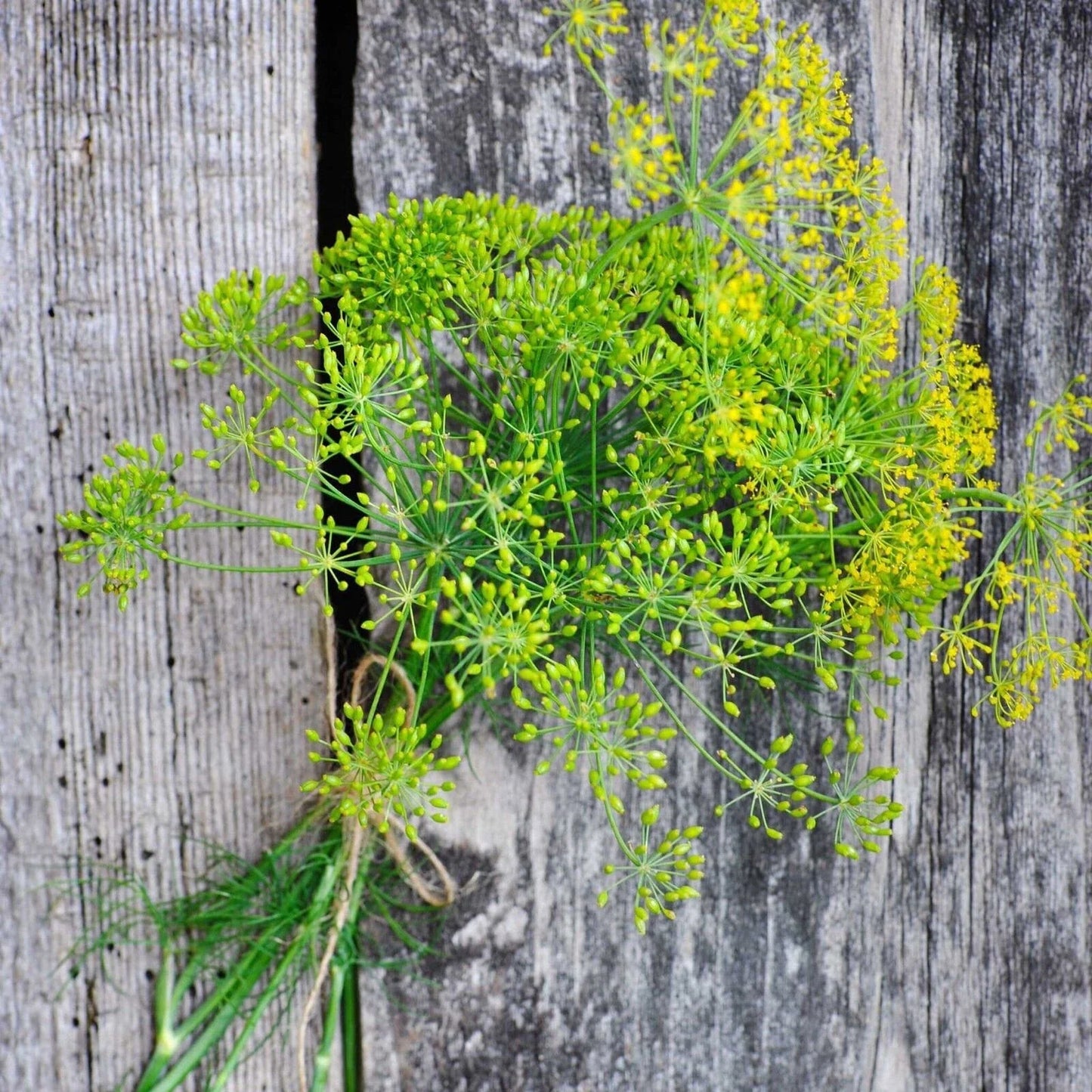 Heirloom Long Island Mammoth Dill Seeds, Anethum graveolens, Culinary Herb Seeds for Gardening & Cooking