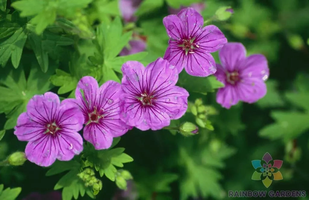 Dilys Geranium Seeds - 25+ Pelargonium spp. Non-GMO Garden Planting Pack for Pots & Borders