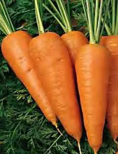 Chantenay Red Cored Carrot Seeds - 1000+ Heirloom Organic Vegetable Seeds