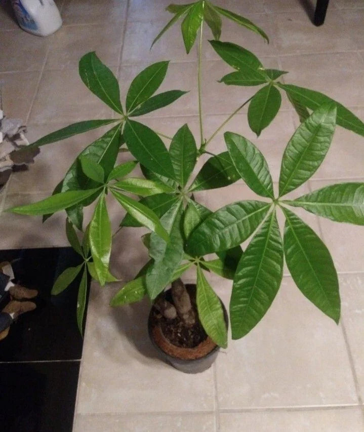 Money Tree Live Plant in 6" Pot, Pachira aquatica, Indoor Houseplant for Feng Shui, Good Luck, Prosperity, Green Foliage