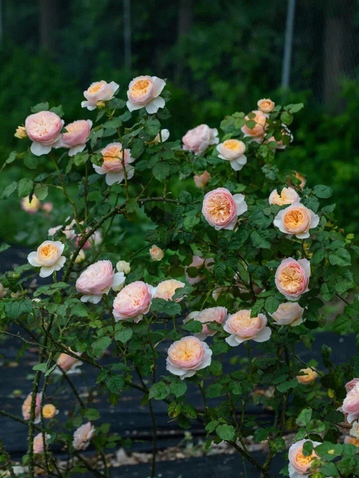 Climbing Rose Plant, Own Root, HanXian (涵仙), Chinese Rose, Garden Flower, Perennial Live Plant