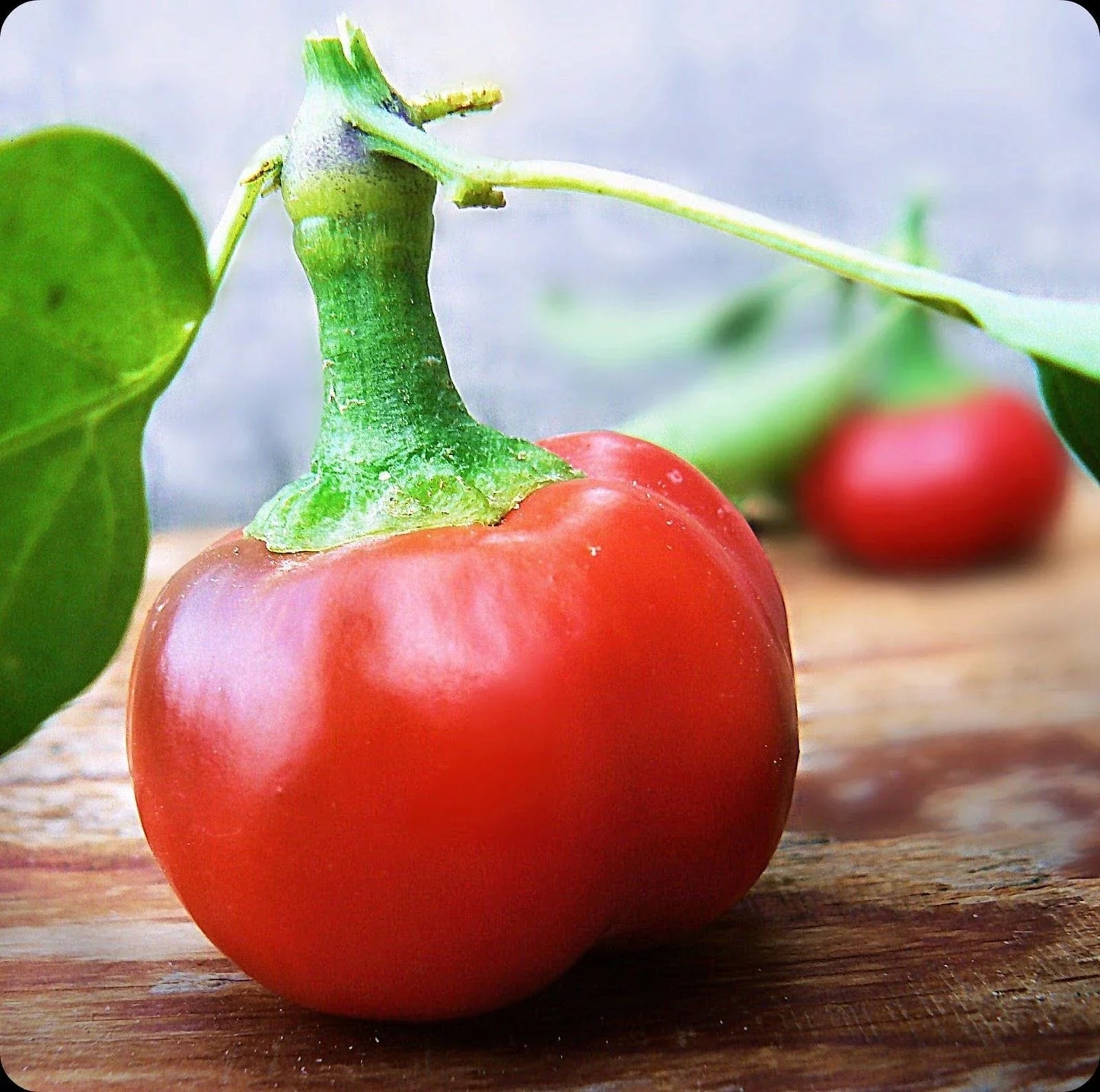 Large Red Cherry Hot Pepper Seeds - Capsicum annuum - 3,000-5,000 Scoville Heat