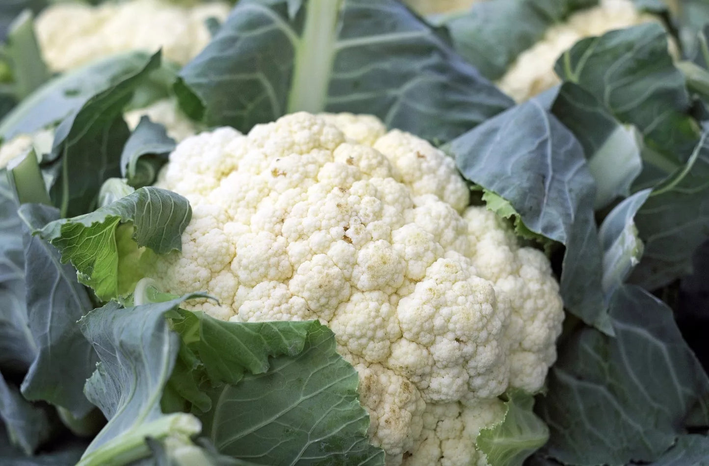 Cauliflower Snowball Y Improved Organic Seeds - Non-GMO, Self Blanching