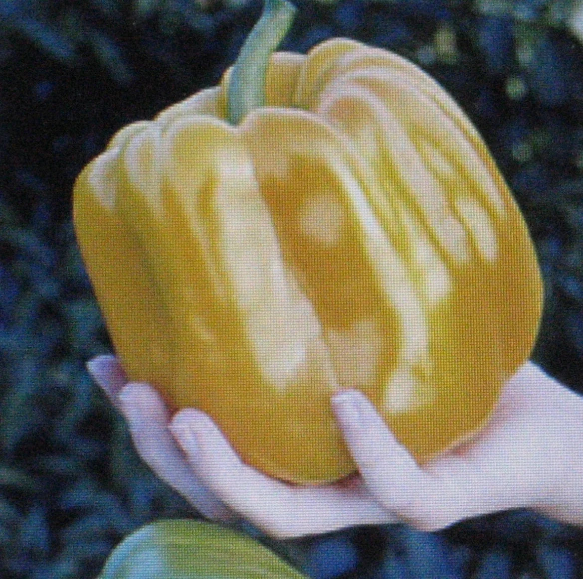 Sweet Coral Belle Pepper Seeds - 25 Pack, Orange, Flavorful Capsicum annuum for Home Gardening