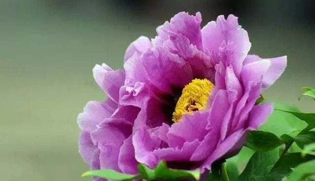 Peony Seeds 10 Pack, Exotic Paeonia spp. Garden Flower, Herbaceous Perennial for Blooming Gardens, USA Seller Free Shipping
