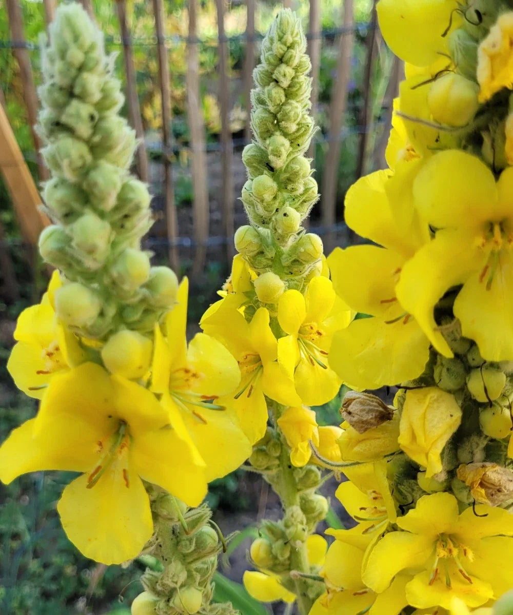 Yellow Moth Mullein Seeds - Biannual Wildflower, Vibrant Yellow Blooms, Pollinator-Friendly, Verbascum blattaria, 100 Seeds Pack