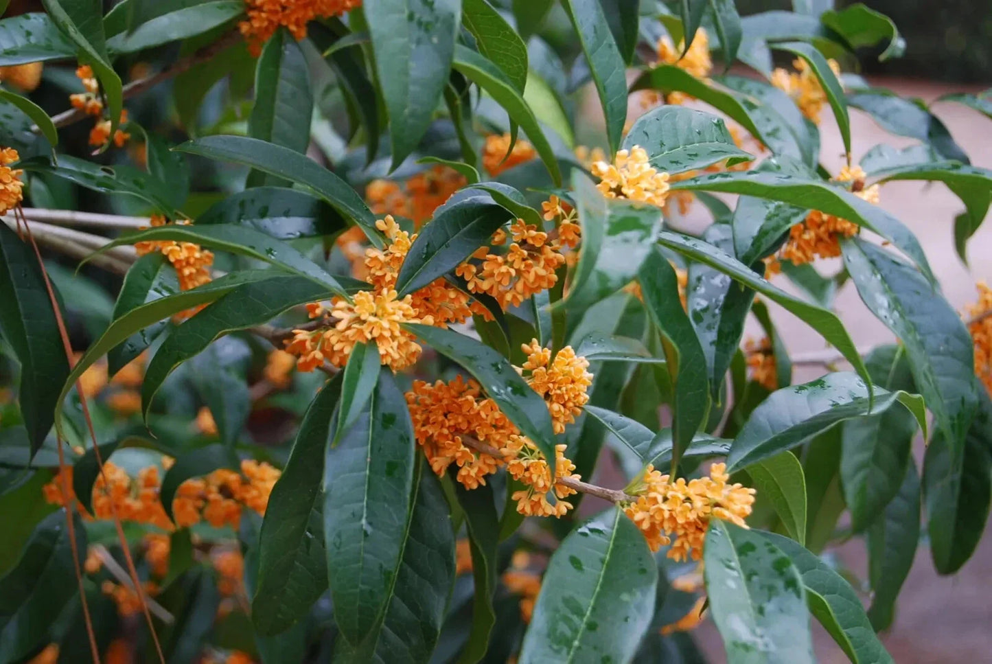 Fragrant Tea Sweet Olive Starter Plant - Osmanthus fragrans - Rooted Garden or Home Plant - Apricot Echo Variety