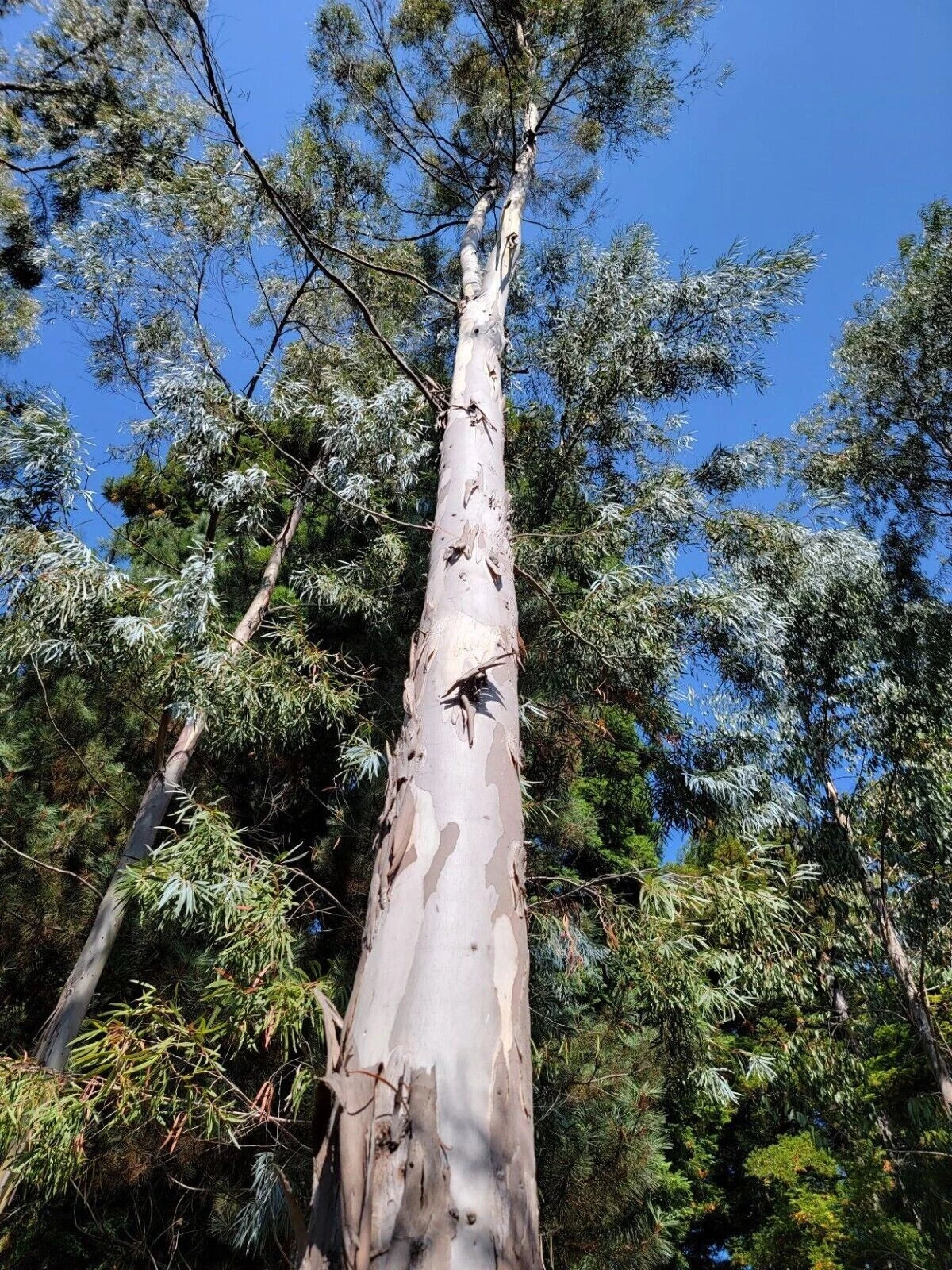 White Peppermint Eucalyptus Seeds, Perennial Flowering Tree, Eucalyptus radiata, Drought-Tolerant, Indoor & Outdoor Plant