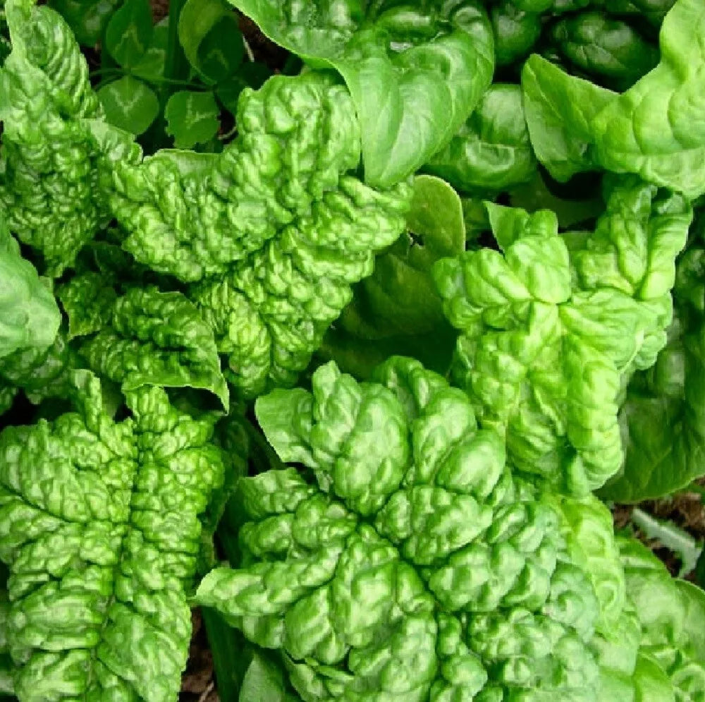 Bloomsdale Long Standing Spinach Seeds | Heirloom NON-GMO Spinacia oleracea