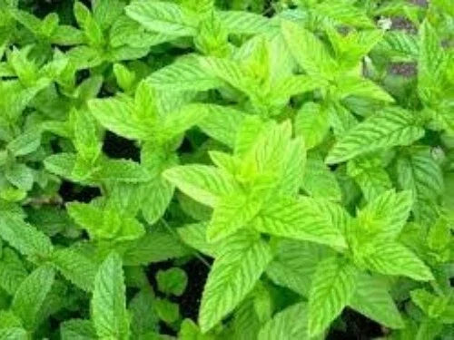 Organic Spearmint Seeds 100 Count Mentha Spicata Herb for Tea & Gardening