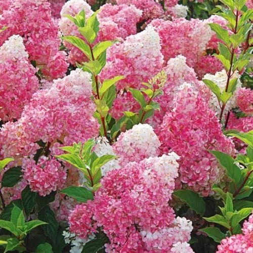 Dark Strawberry Hydrangea Seeds - 5 Hardy Perennial Hydrangea macrophylla Seeds