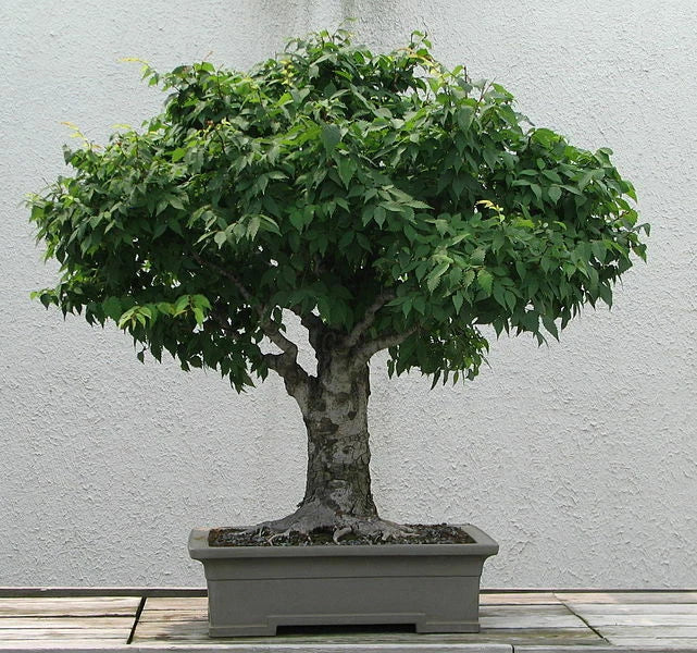 Japanese Zelkova Seeds - 30 Pack, Ornamental Tree, Drought-Resistant, Shade Tree, Zelkova serrata