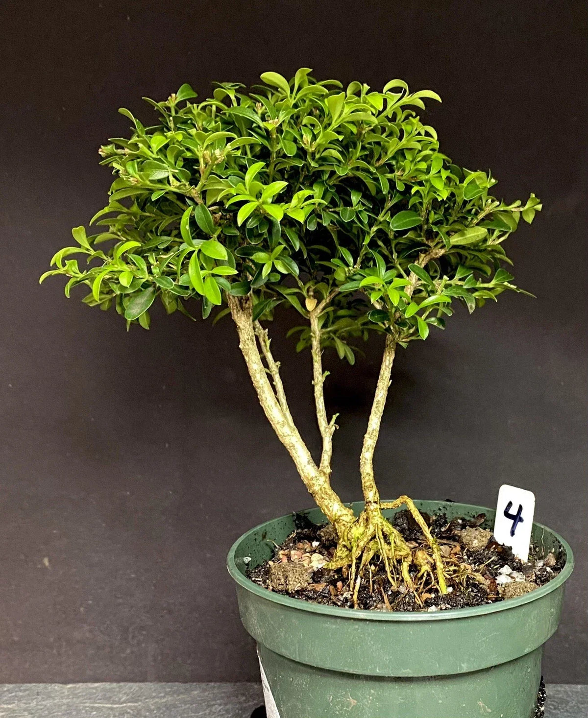 Kingsville Boxwood Pre-Bonsai Tree 8-10 Years Old - Buxus microphylla var. japonica, Ready to Pot