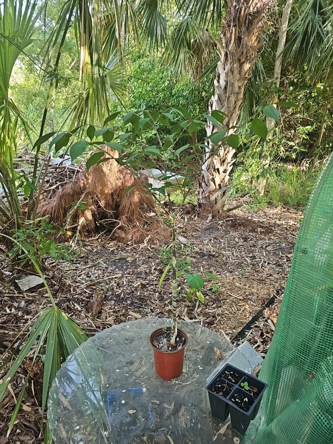 Gonatopus boivinii Plant 4" Pot Giraffe's Knees Tuberous Aroid Unique Foliage Indoor Outdoor