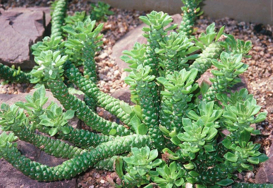 Monadenium Guntheri Bonsai Plant - Rare Caudex Euphorbia, 2" Rooted Piece for Indoor & Outdoor
