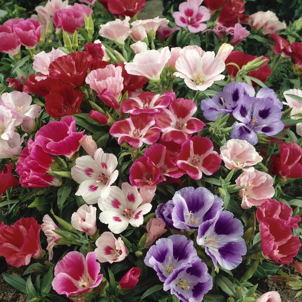 Godetia Seeds 50 Pack - Clarkia Elegans Annual Wildflower Garden Seeds