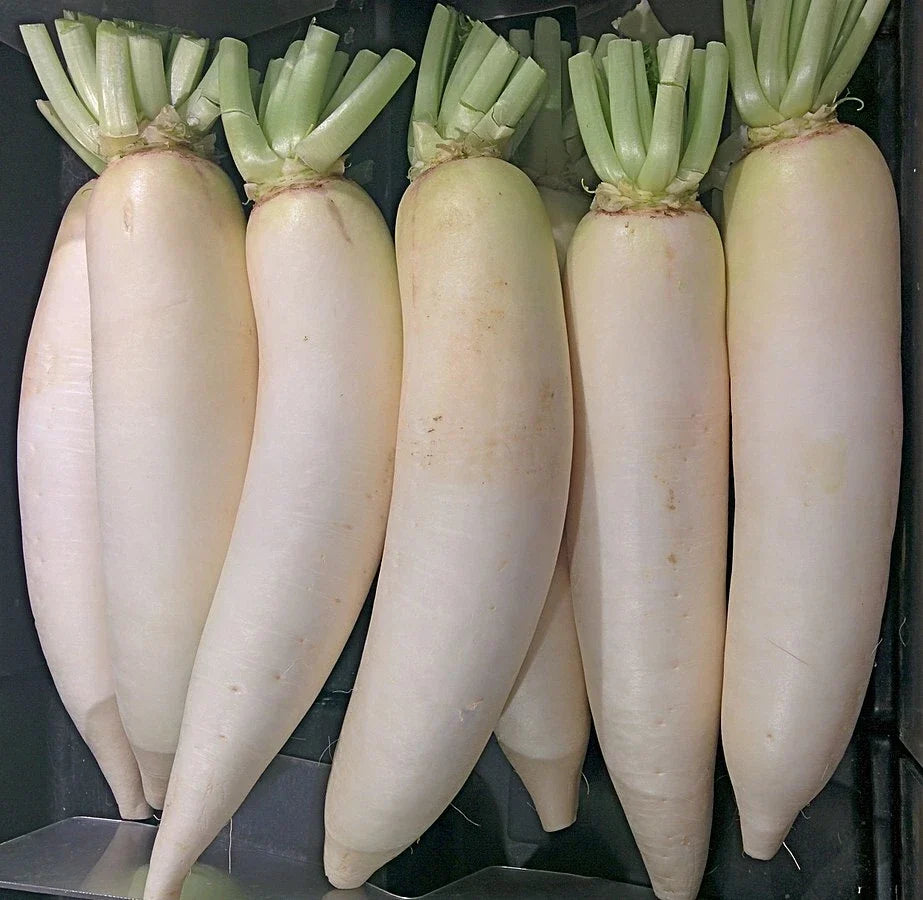 Daikon Radish Seeds - Heirloom Non-GMO Raphanus sativus for Home Gardening, Salad, Pickling, 300+ Seeds