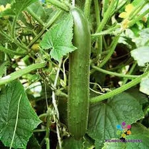 Cucumber Seeds - Pack of 25+ Green Finger Variety - Cucumis sativus - Organic, Non-GMO, USA Grown, Free Shipping