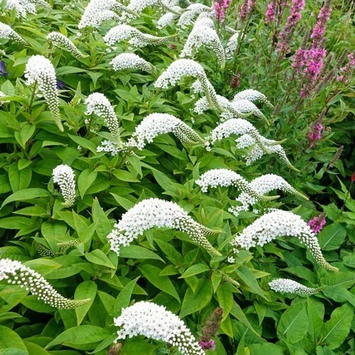 Gooseneck Loosestrife Perennial Plants - 12 Live Well Rooted Lysimachia clethroides for Borders & Pollinator Gardens