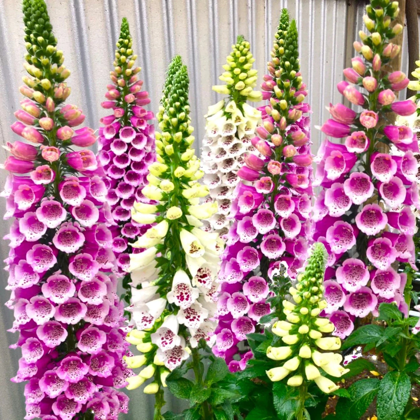 Foxglove Seeds Mixed Colors - Digitalis purpurea - Perennial Flower Seeds for Borders & Pollinators