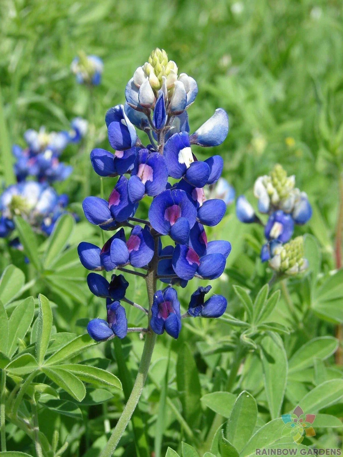 Texas Bluebonnet Seeds - 25+ Pack - Lupinus texensis Wildflower Seeds for Garden Planting, Attract Pollinators, Easy to Grow
