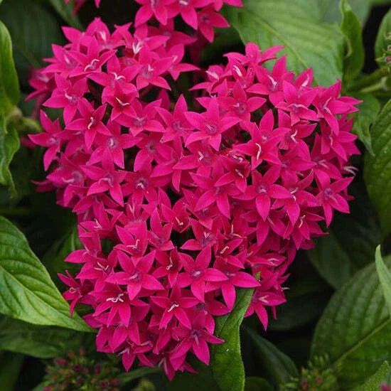 Pentas Seeds 100 Count Graffiti Lipstick Pentas lanceolata Bright Pink Flowering Plant for Garden & Containers