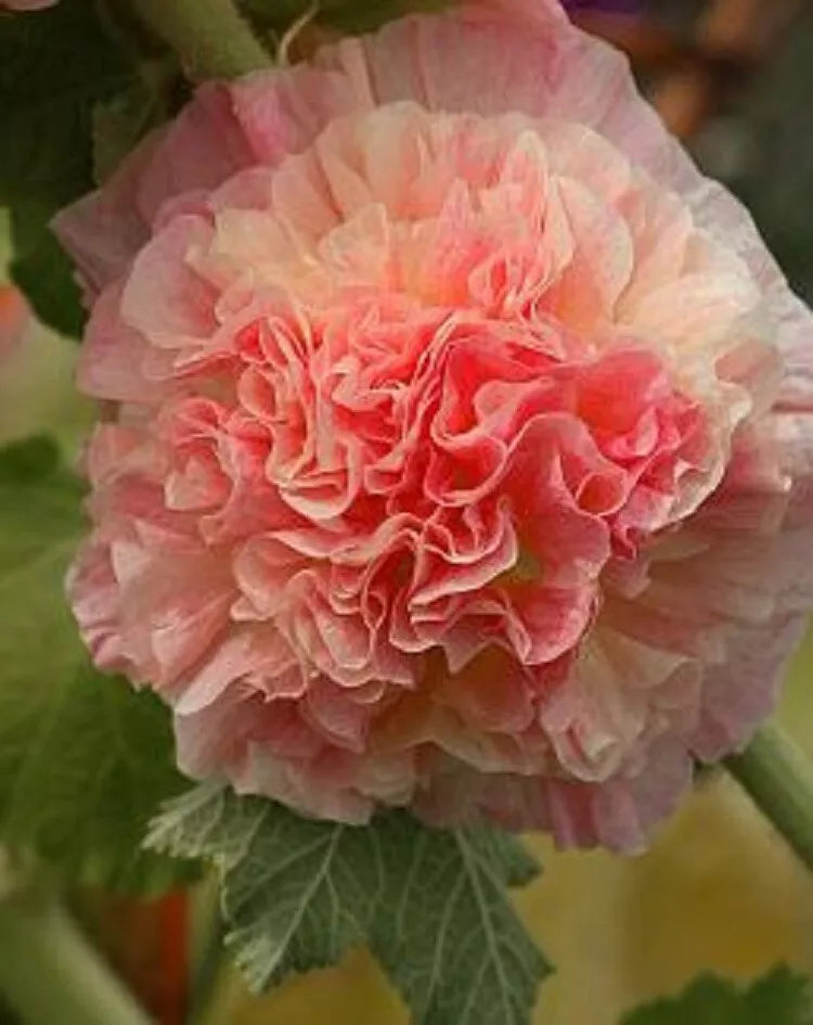 Double Orange Hollyhock Seeds – Perennial Alcea rosea, 25 Seeds, Bright Double Flowers, Garden Border, Cottage Garden, Summer Bloom