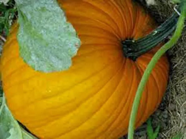 Pumpkin Seeds 100 Count Connecticut Field Heirloom Non-GMO Cucurbita pepo