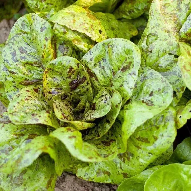 Freckles Romaine Lettuce Seeds - 1000+ Organic Heirloom Non-GMO Seeds - Lactuca sativa