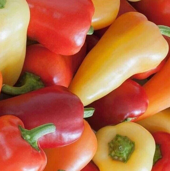 Santa Fe Hot Pepper Seeds - 50+ Grande Variety, Capsicum annuum, Vegetable Garden Hot Pepper, Spicy Peppers for Salsas & Cooking