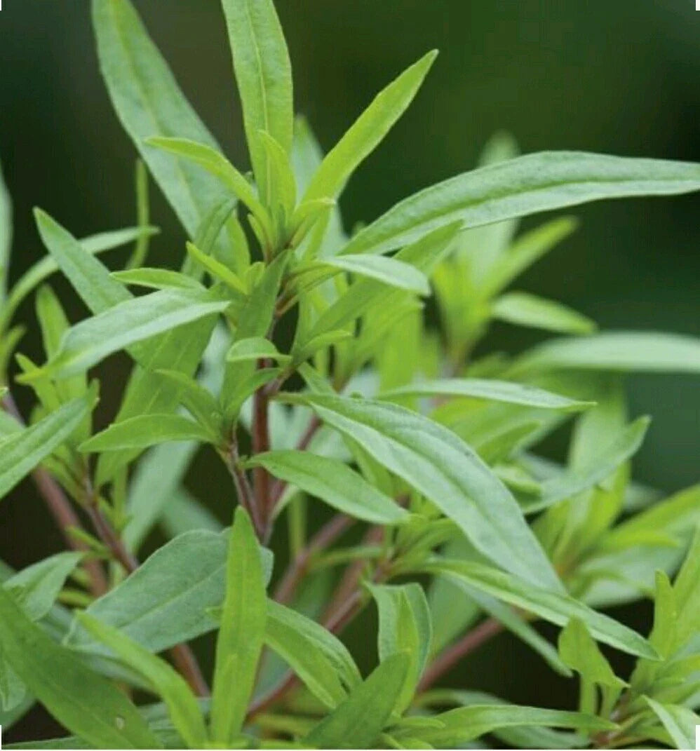 Organic Summer Savory Herb Seeds - 500 Non-GMO, Open-Pollinated, Aromatic Culinary Plant (Satureja hortensis)