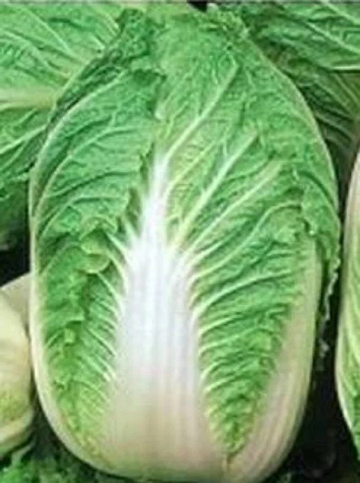 Chinese Cabbage Seeds Michihili Variety - 500+ Non-GMO Seeds for Home Gardening