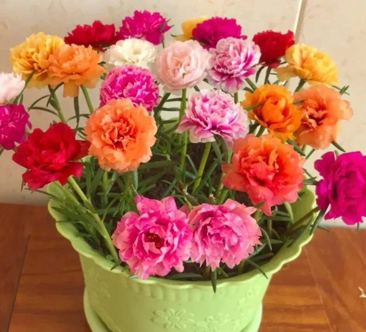 1000+ Seeds Moss Rose Double Mix Portulaca grandiflora Colorful Flower Seeds for Garden & Containers