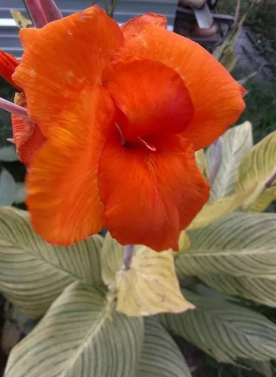 Tiger Stripe Canna Lily Bulbs 2 Pack, Orange Flowers, Striped Foliage, Tropical Plant, Canna indica