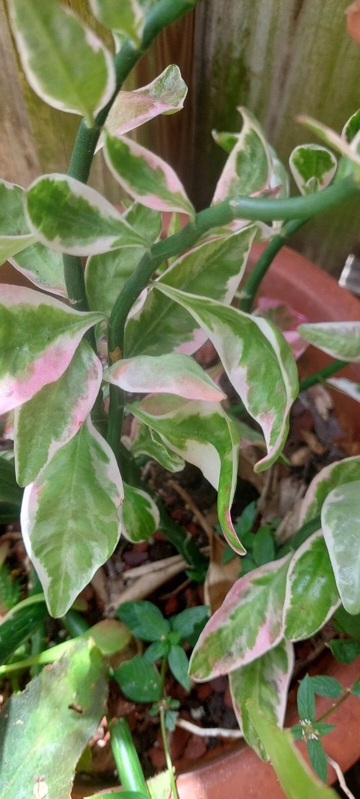 Devil's Backbone Plant - Variegated Euphorbia tithymaloides - Rooted Succulent in 4-Inch Pot - Sea Shell Variety