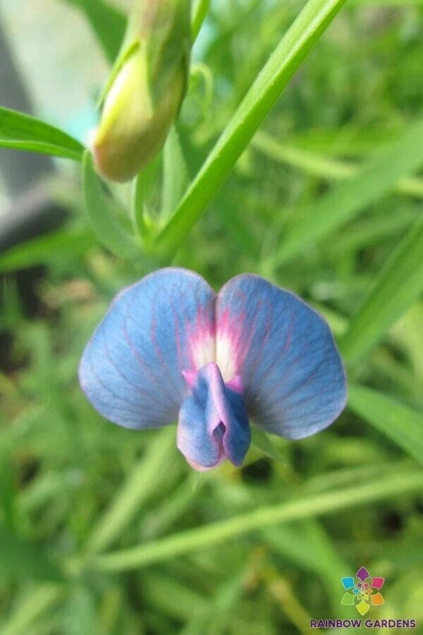 Lathyrus sativus var. cyaneus Annual Sweet Pea Seeds – Blue & Purple Flowers, Climbing Vine, Non-GMO, Garden Planting Seeds