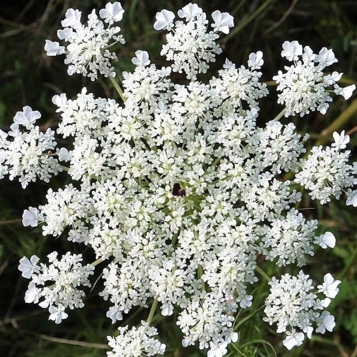 Anise Seeds 1000+ Count Non-GMO Heirloom Herb Seeds Pimpinella anisum for Culinary & Garden Planting