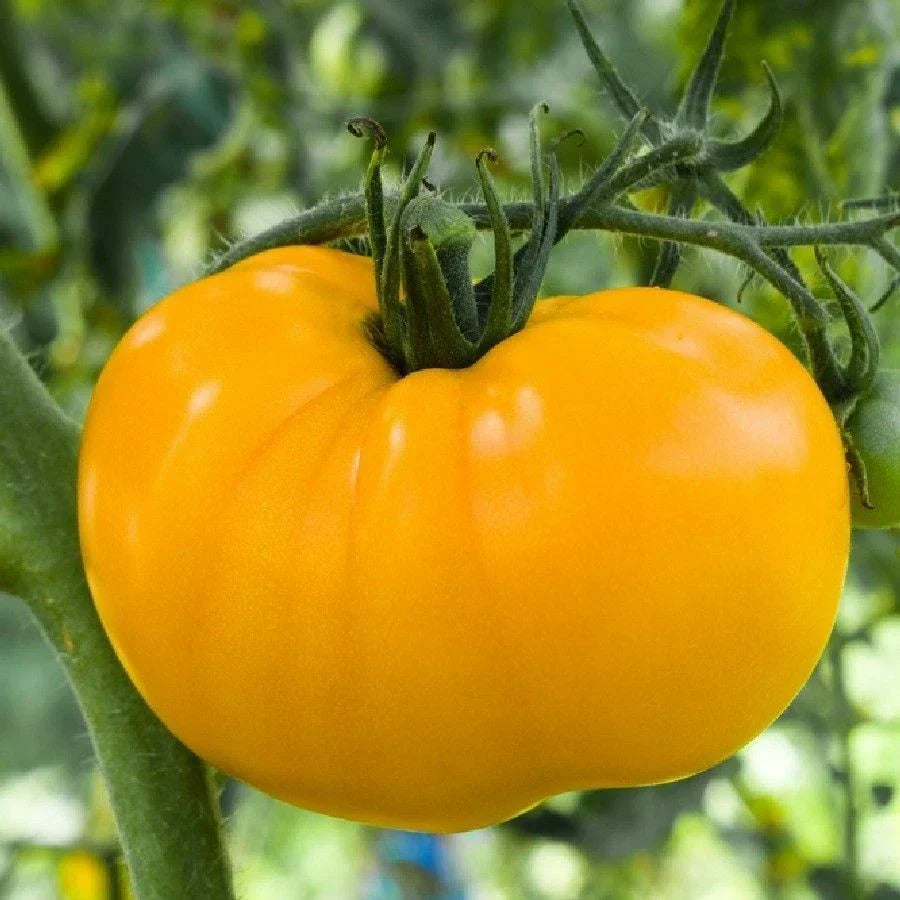 Golden Jubilee Tomato Seeds | Medium Beefsteak | NON-GMO | Full Sun | Free Shipping