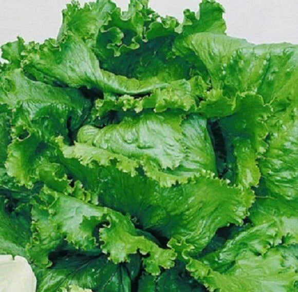 Lettuce Seed - Great Lakes Crisphead Variety - Lactuca sativa - Fresh Non-GMO Seed Packet for Salad Gardens