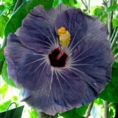 Purple Silver Hibiscus Seeds - 20 Perennial Hibiscus rosa-sinensis Seeds - US Seller