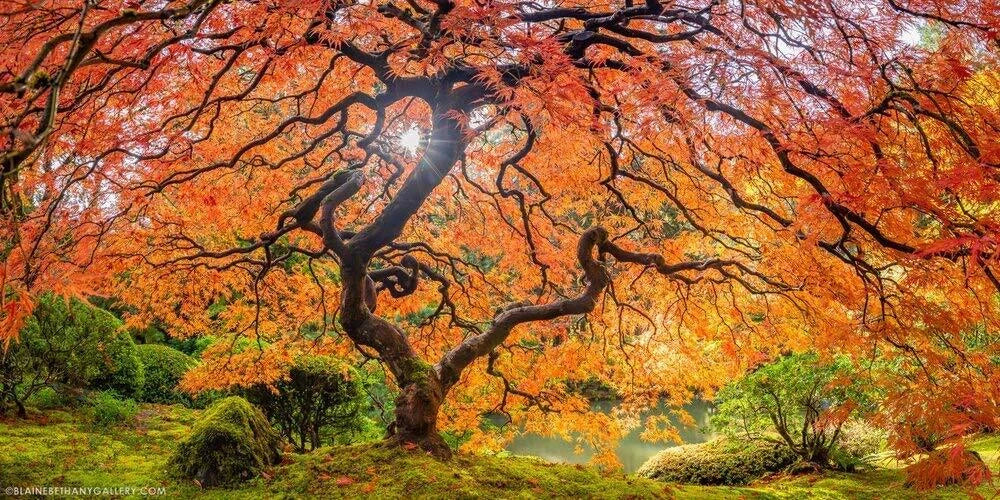 Sugar Maple Tree Seeds - 20+ Acer saccharum Fall Foliage Seeds for Garden, Landscape, Shade