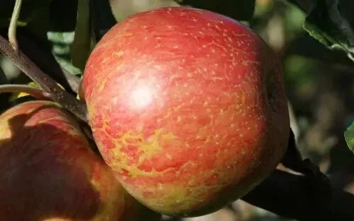 Apple Seeds for Gardening – 25+ Keepsake Malus domestica Heirloom Variety for Home Gardens and Orchards