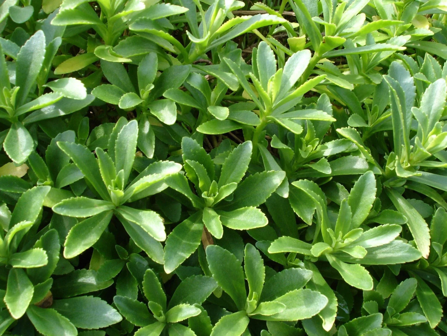 Sedum Aizoon Stonecrop Plants – 15 Rooted Succulents for Garden, Rock Garden, or Container Planting
